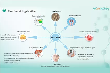 What is the DHM?