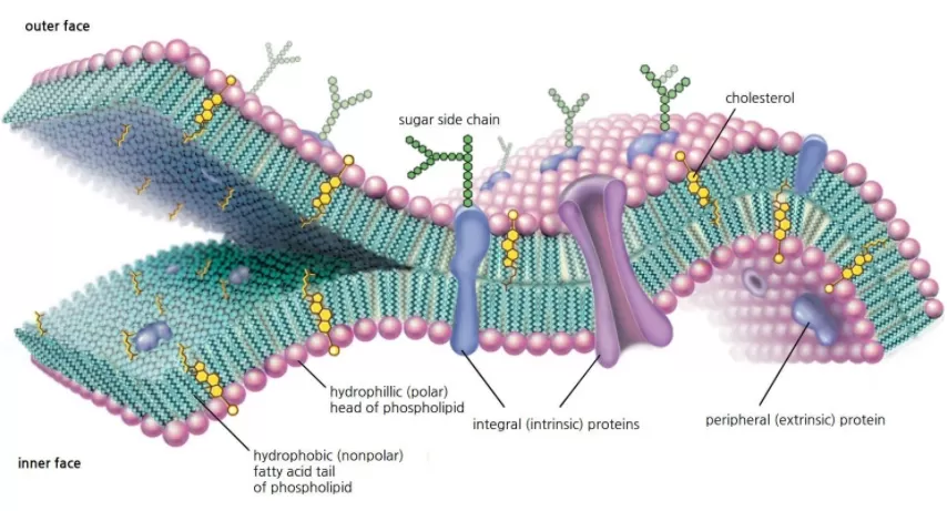 What is Liposome Delivery System?