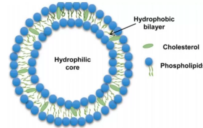 What is Liposome Delivery System?