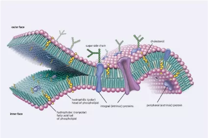 What is Liposome Delivery System?