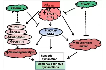 Have You Heard of Tetrahydrocurcumin? This Antioxidant May Be Beneficial for the Brain and Memory