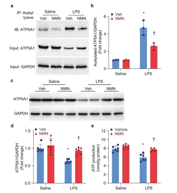 Effects of NMN on ATP5A1 in the Hearts of Endotoxemic Mice.jpg