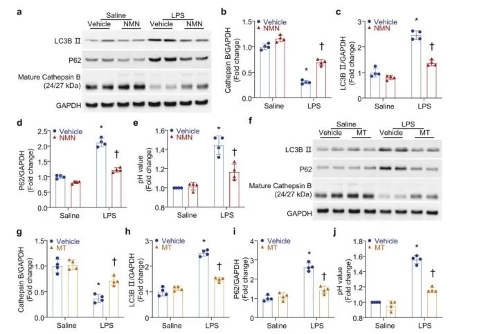 Effects of NMN on Lysosomal Function and Autophagy in Neonatal Cardiomyocytes.jpg