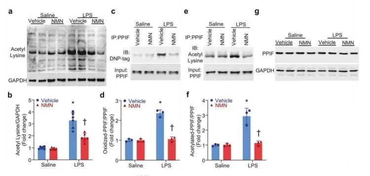 Effects of NMN on Mitochondrial Protein Modifications, Mitochondrial Permeability Transition Pore Opening, and Cytosolic Ca2+ Levels.jpg