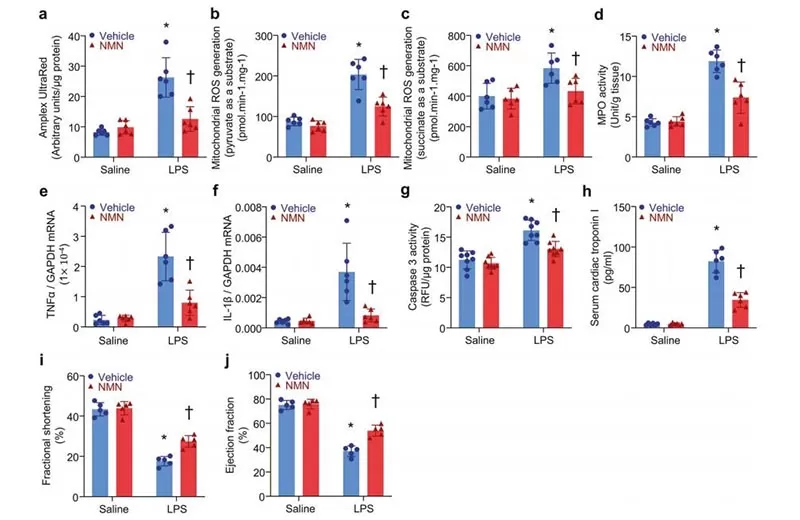 Research Shows NMN Significantly Inhibits Sepsis-Induced Myocardial Injury