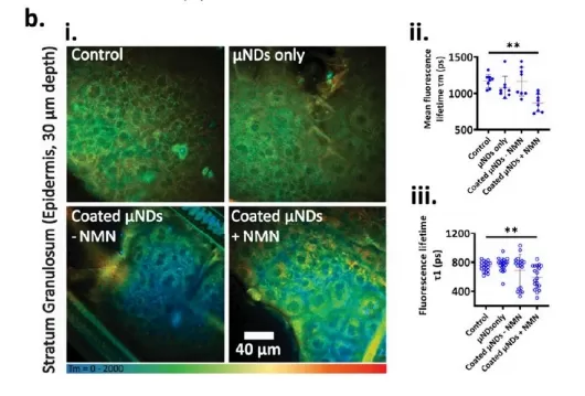 Effects of NMN Treatment on Skin Cell Metabolism