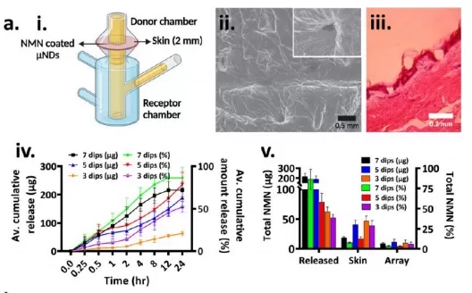 Skin Penetration and NMN Permeation