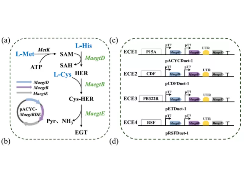 Novel Biosynthetic Pathways and Fermentation Optimization Drive Scalable Production of Ergothioneine (EGT) Novel Biosynthetic Pathways and Fermentation Optimization Drive Scalable Production of Ergothioneine (EGT)